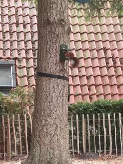 Boshuisje Casa Ciconia - 2