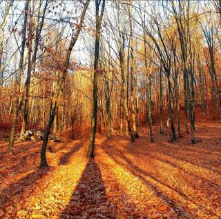 Beauty Wood House in The Forest - - 6