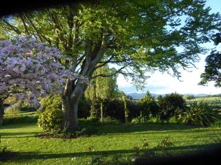 Fig Tree Cottage - Greytown - 6
