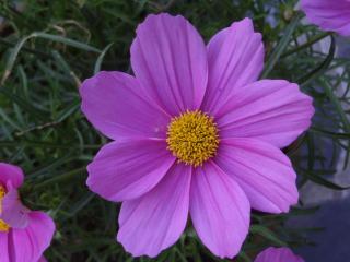 Aux Cosmos - Olne - 1