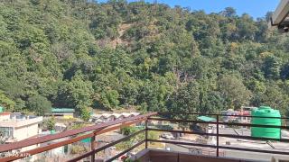 Yellow Leaf - Rishikesh - 1