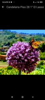 Mar de flores - 9