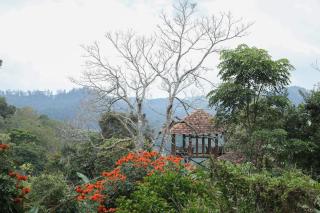 Spice Forest Plantation Homestay, Thekkady - Vandiperiyār - 4
