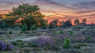 Molecaten Park Landgoed Ginkelduin - Leersum - 8