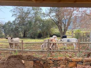 Yellowwoods Farm - WILLOUGHBYS COTTAGE and OLD STABLES COTTAGE - 9