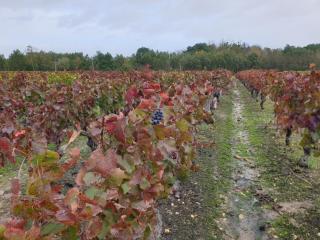 Spatieux, confort, reposant, gd jardin bucolique, jeux, balades, zoo, châteaux - 3