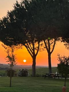Quinta Da Amoreira - Ferreira do Alentejo - 6
