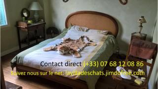 la villa des chats - Andrésy - 6