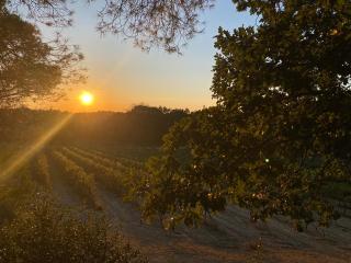 La Ruche aux Vins mille Senteurs - Terres du Sud - Mondragon - 8