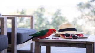 Tatala - North Avoca - 3