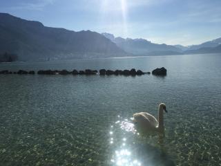 Annecy Centre- Le Genèpi - - Annecy - 6