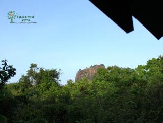 The Thick Forest - Sigiriya - 9