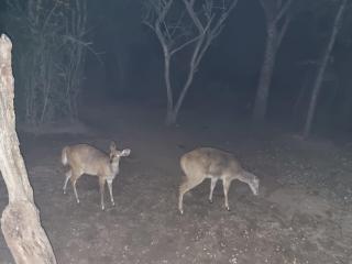 Klein huisie - Marloth Park - 3