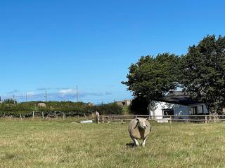 Tranquil, secluded, rural cottage for two - Beaumaris - 7