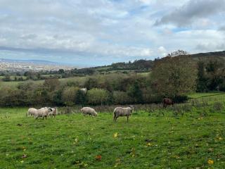 Happy land cabins - Citywest - 2