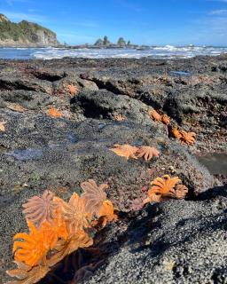 View With A Room NZ - Boutique Beachfront Accommodation on the Great Coast Road - Runanga - 1