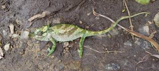 Lafrique guesthouse - Fort Portal - 6