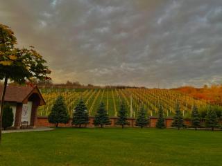 WineGarden - Mukačevo - 9