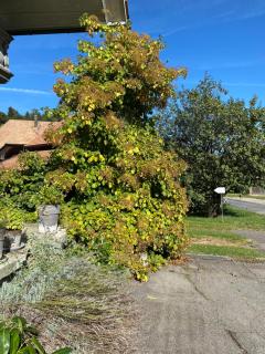 B&B tannen124 - Oberburg - 4