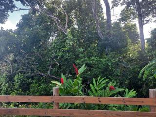 Les Roses Porcelaines - 1