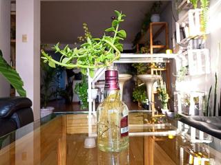 Cosy and full of plants apartment - Arequipa - 6