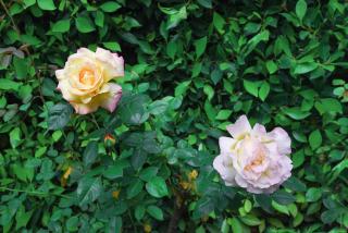 Hollywood Guesthouse - 8