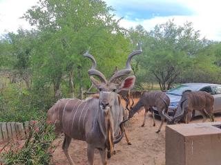 Adventure Bush House II - Marloth Park - 2