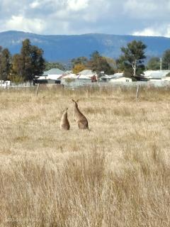 Hunter Valley Nulkaba breathtaking views relax - Nulkaba - 9