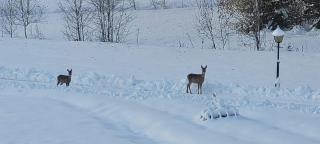 Nygård Cabins - brandnew, fully equipped home in nature - 7