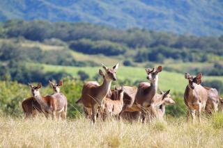 Hôtel Diana Dea Lodge & SPA - 6