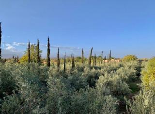 Dar Zeitoun - Marrakesh - 7