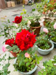 心琴獨棟包棟民宿 - 9