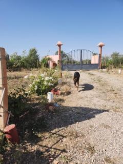 Ferme Jnan Al Yassmine - Taza - 7