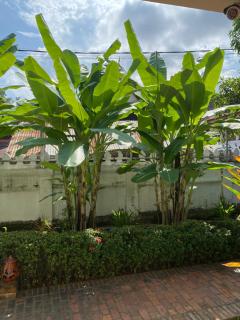 Luang Prabang Residence & Travel - Luang Prabang - 6