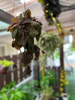 Mutiara Hidden-Mountain Gorgeous Garden Landed House - 9