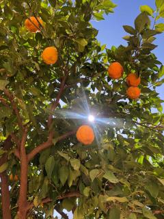 Dar Soulaimane - Marrakesh - 9