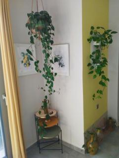 Olive Lemon Biophilic House & Lush Forest Garden - 2