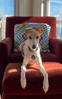 Belle Vue Cottage - Upper Island Cove - 1