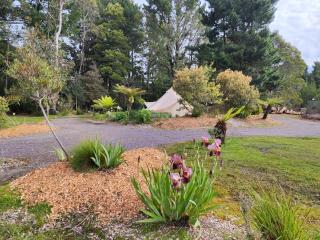 Glamping at Zeehan Bush Camp - Zeehan - 9
