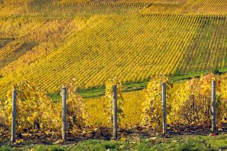 Best Western Le Relais du Vigneron - 8