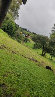 Conforto dos Pandas - 3