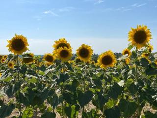 Domaine de Calabel - 2