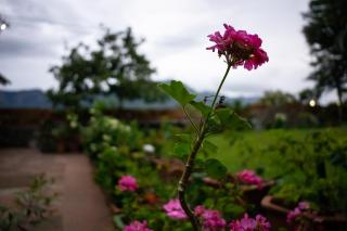 The Nest Inn Resort - 3