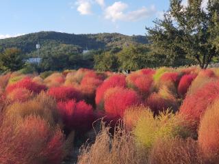Rest place with beautiful flowers - Daegu - 0