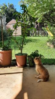 Zonnebloem - Howick - 6