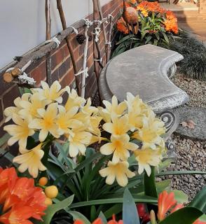 Zonnebloem - Howick - 5