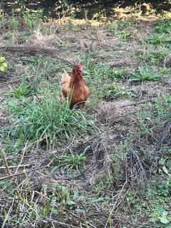 Gîte la Villemain - 1