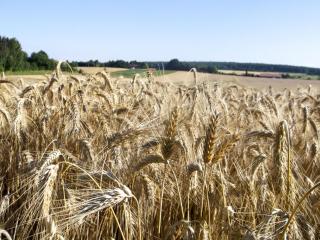 Hof am Horn - Fewos in der Natur - Laichingen - 4