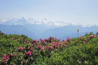 La Cascade: Appartement 4 personnes - Le Grand-Bornand - 1