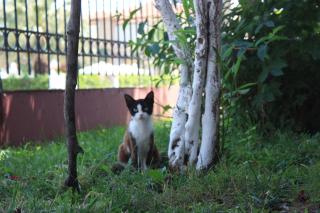 Sunray Studios Stavros - 8